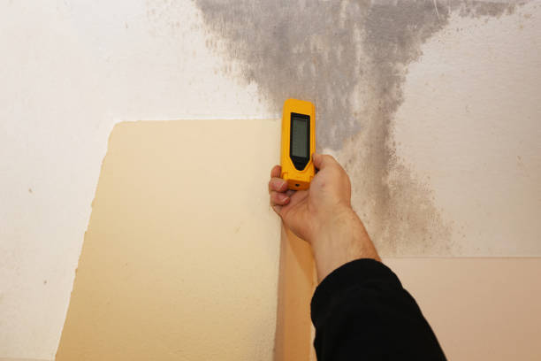 Reliable Wyoming, MN Mold Removal Solutions