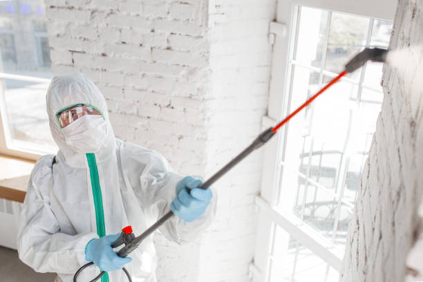 Best Mold Odor Removal Services  in Wyoming, MN
