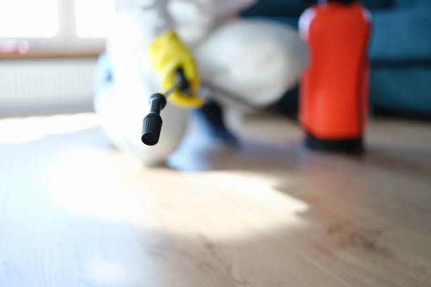 Best Black Mold Removal  in Wyoming, MN