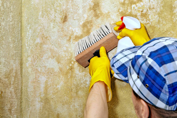 Best HVAC Mold Inspection and Cleaning  in Wyoming, MN