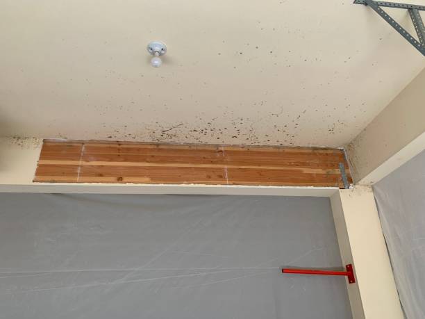 Best Environmental Consulting for Mold Prevention  in Wyoming, MN