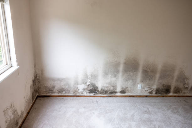 Best Dehumidification Services  in Wyoming, MN