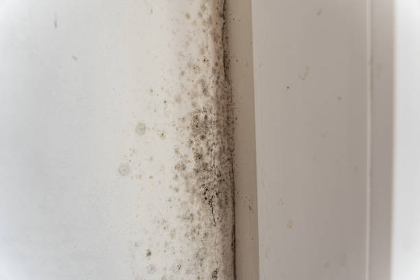 Best HVAC Mold Inspection and Cleaning  in Wyoming, MN