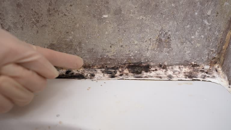 Best Commercial Mold Inspection  in Wyoming, MN