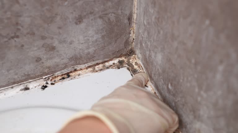 Best Mold Prevention Services  in Wyoming, MN
